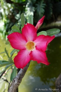 Guadeloupe Août 2015-02729   